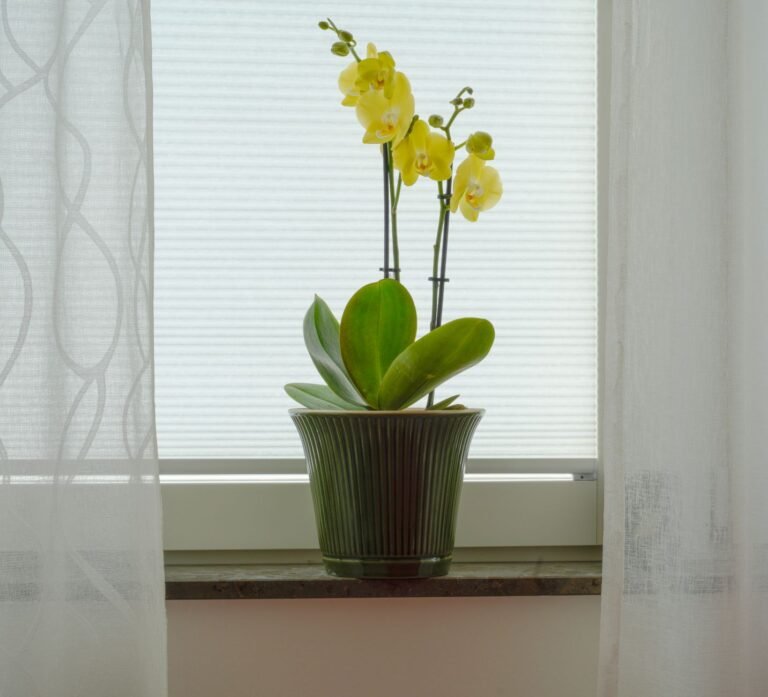 Como Cuidar de Orquídea Em Casa Para Ela Florir De Novo